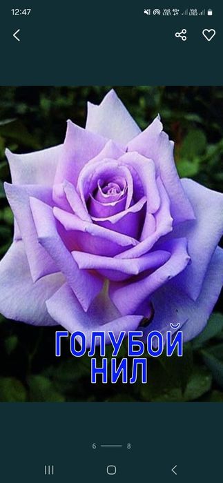 Розы Саженцы оптом