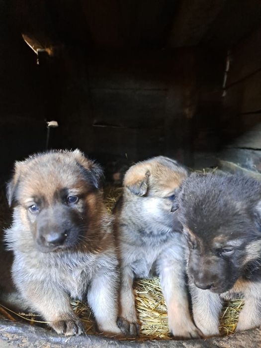 Восточноевропейская овчарка