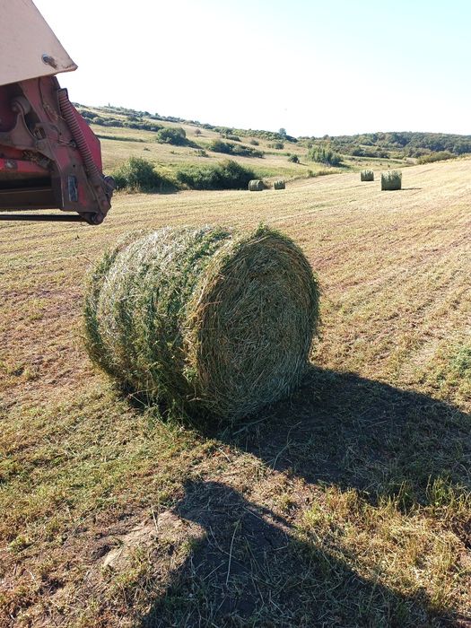 Baloti lucerna coasa 3