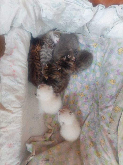 котята в добрые руки