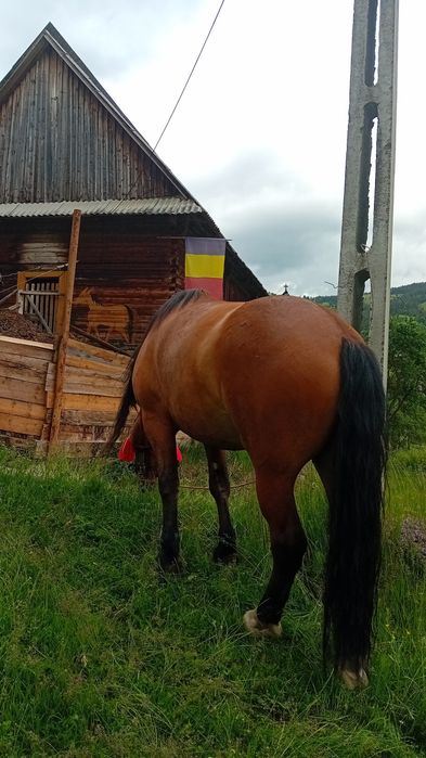 Vând cal de 4 ani