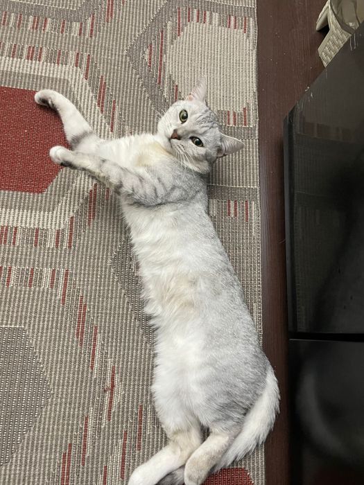 Милый котёнок в добрые руки