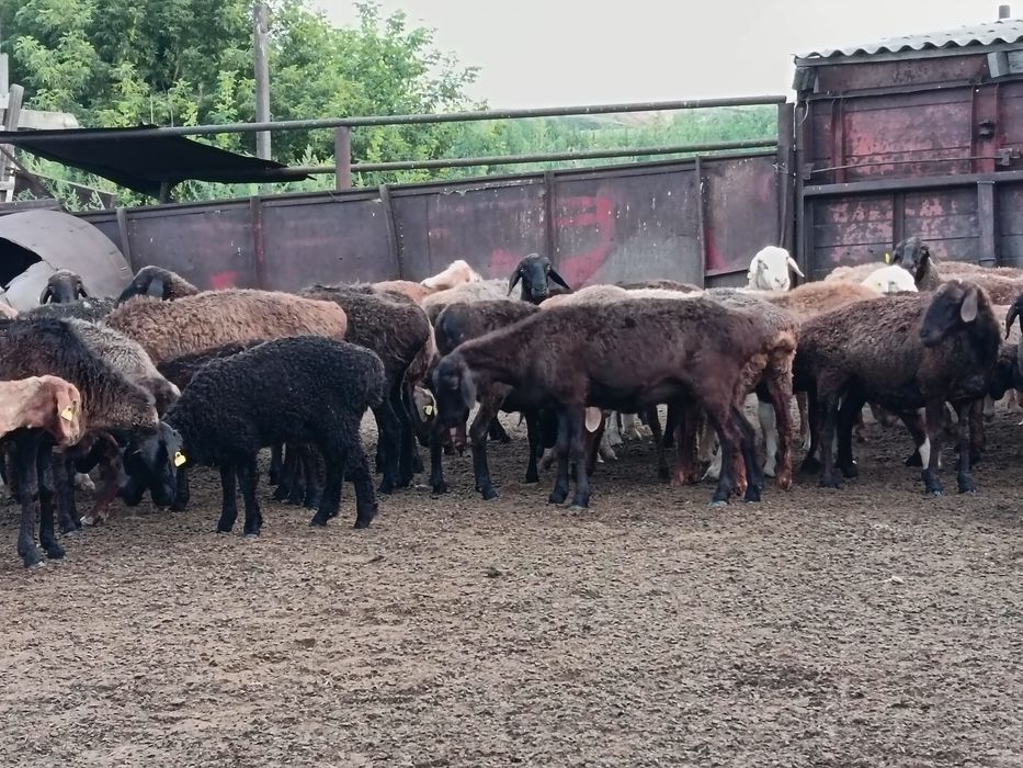 Продаются ярочки