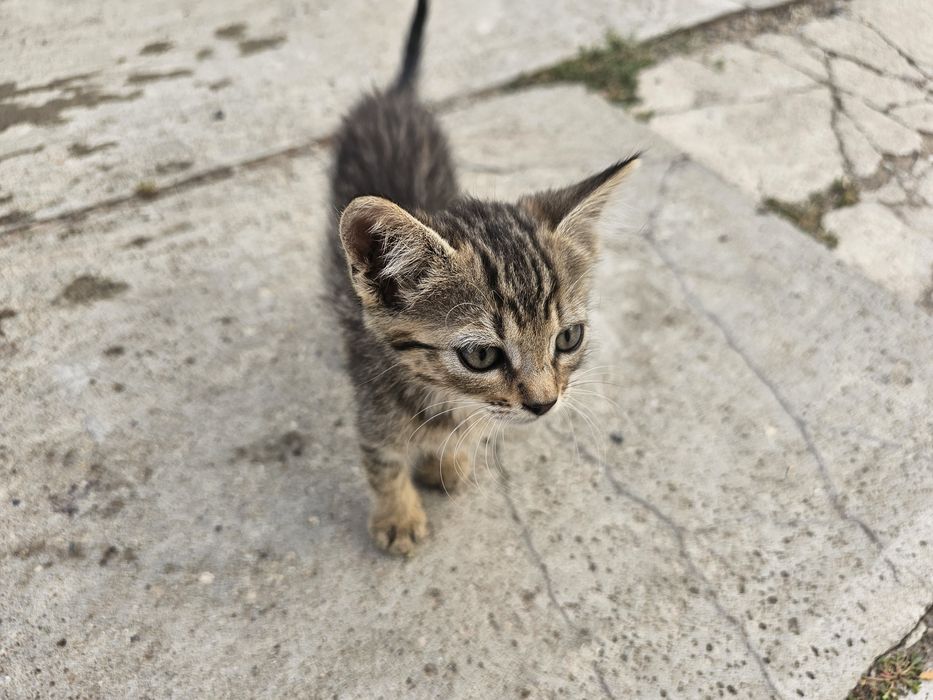 Dau 5 pui de pisica spre adoptie, 2 baieti si 3 fefe
