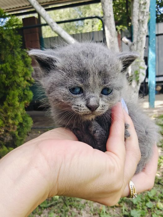 Котята британцы.