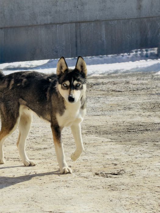 Чистокровный Хаски самка срочно