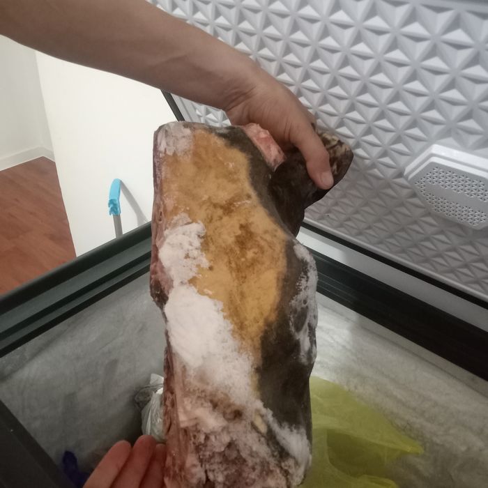 Сиыр басы сатылады