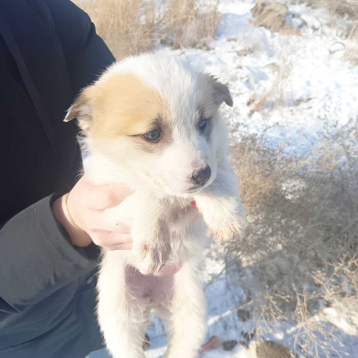 Собаки крыселовы