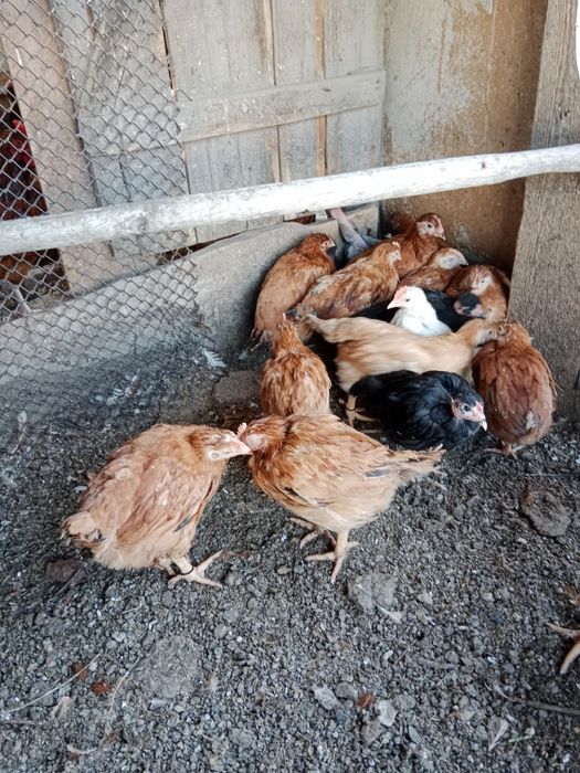 Продам Цыплята  Редбро