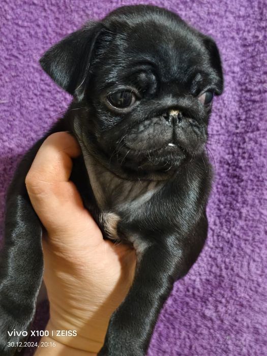 Очаровательные щенки мопса.