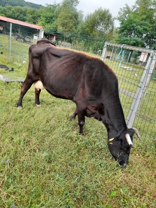 Vaca buna de lapte!