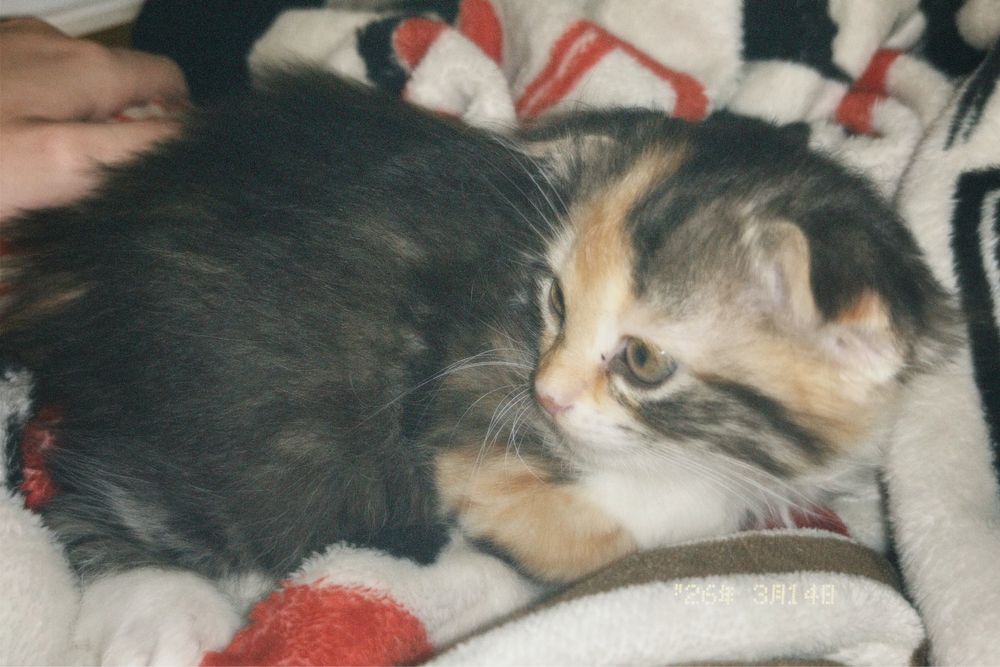 Пушистый вислоухий котенок