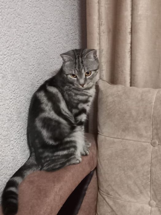 Отдам кота в добрые руки