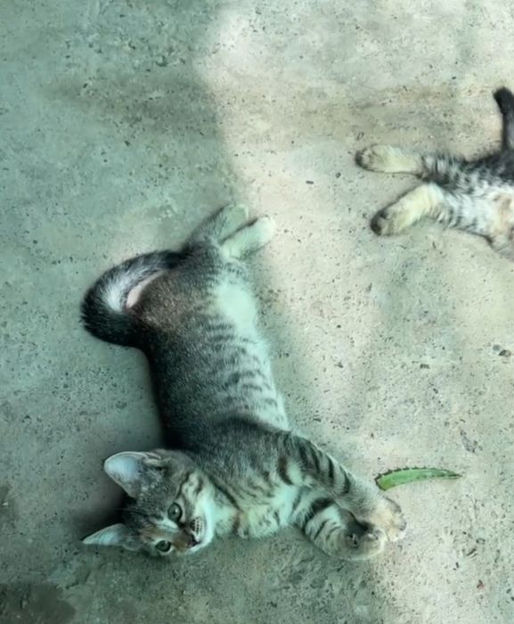 Отдам бесплатно в хорошие руки кошку и четыре котят