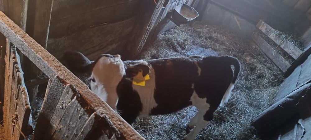 Продам 2 месячную тёлочку