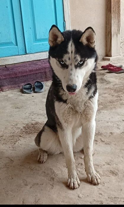 It sotiladi manzil Samarqand viloyati Urgut