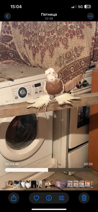 Пара капканов продажа