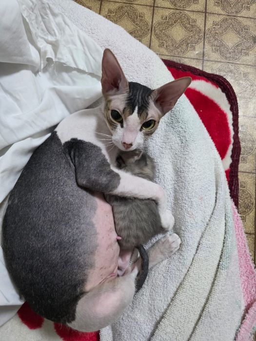 Продаются Браши от 40 000 тыс