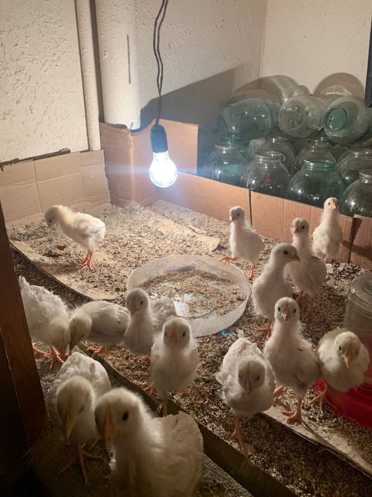 Jojalar tuxum yonalishida