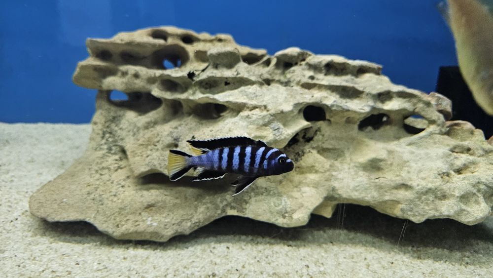 Рибки Африкански цихлиди