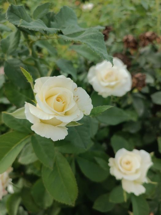 Atirgul koʻchatla sotiladi