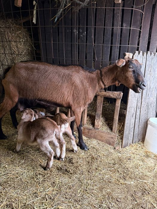 Vând capra alpina franceza