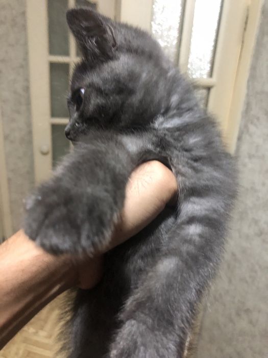Отдам котенка мальчика