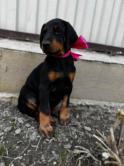 Срочно! Щенки добермана