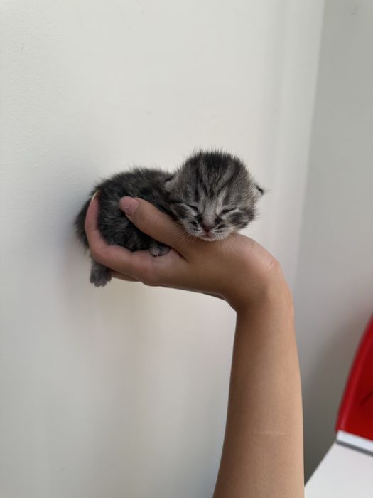 Котята шотланские