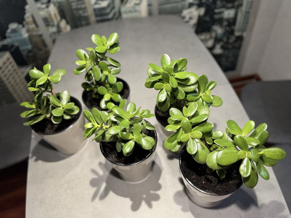 Денежное дерево(толстянка)