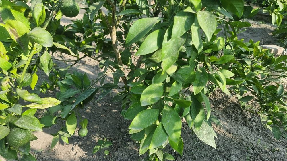 Mandarin koʻchatlari sotiladi