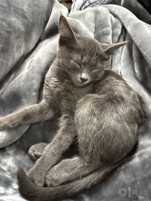 Отдам котёнка в хорошие руки!
