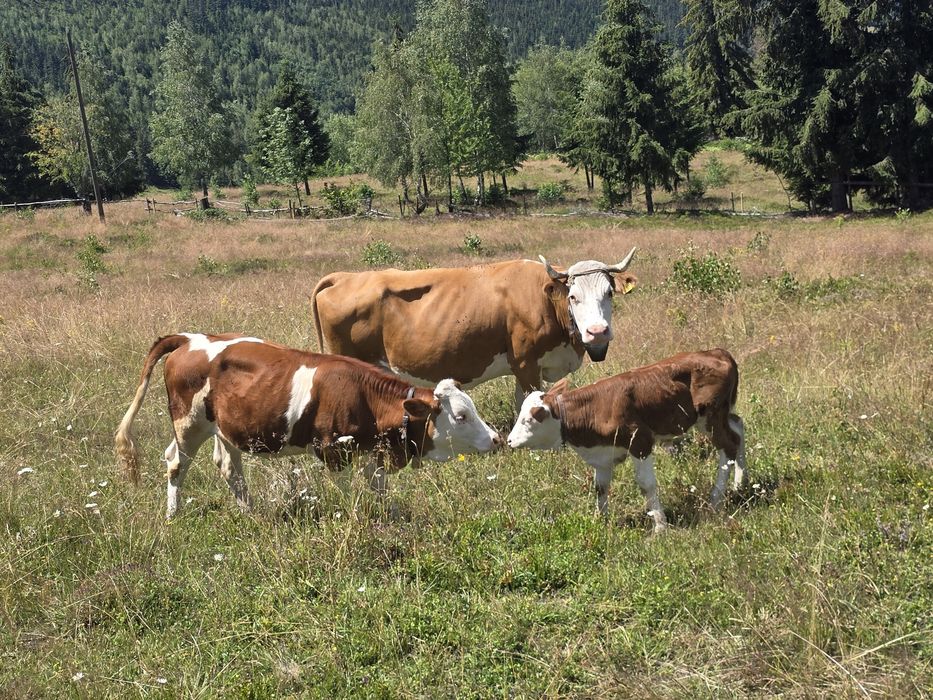 Vaca cu vitel si juninca