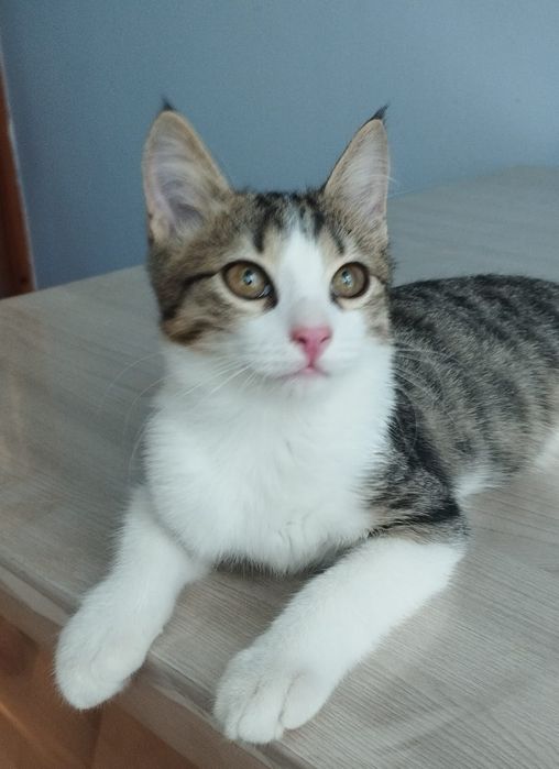 Котёнок ищет дом