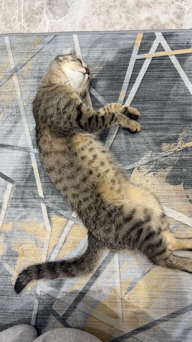 Отдам котёнка в хорошие руки