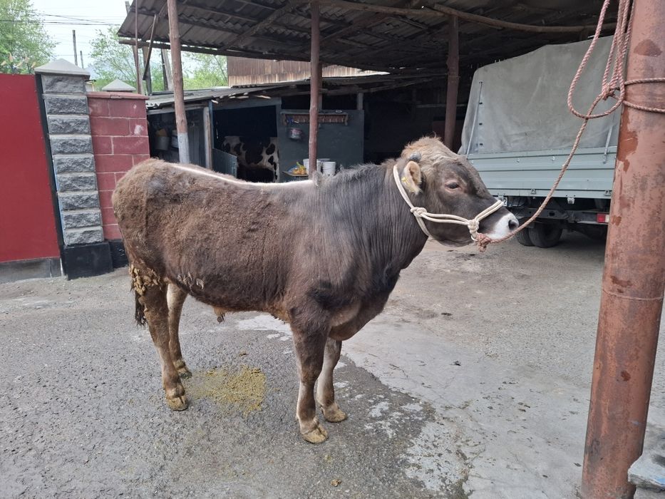 Продам бычка алатауской породы!