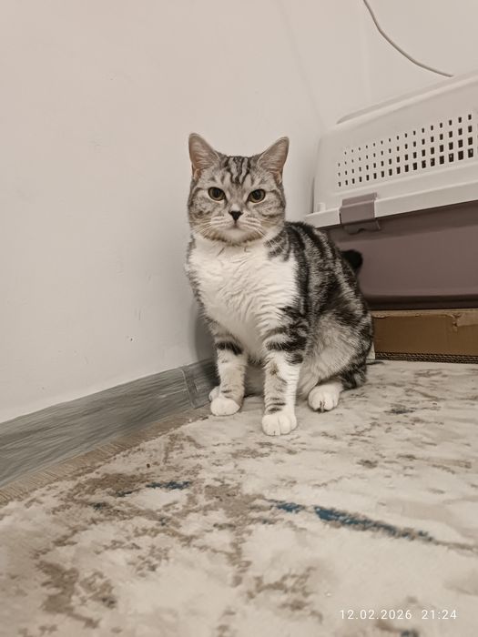 Шотландский скотиш страйт