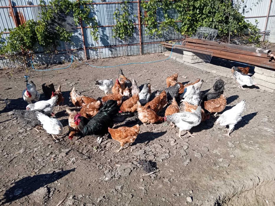 Cocoș Monaco matur 1,5 ani