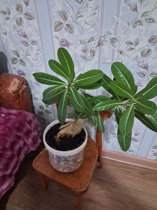 Продам Адениум цветок