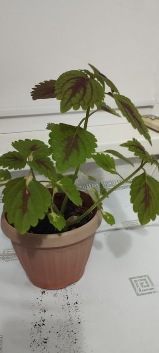 Продается комнатные цветы