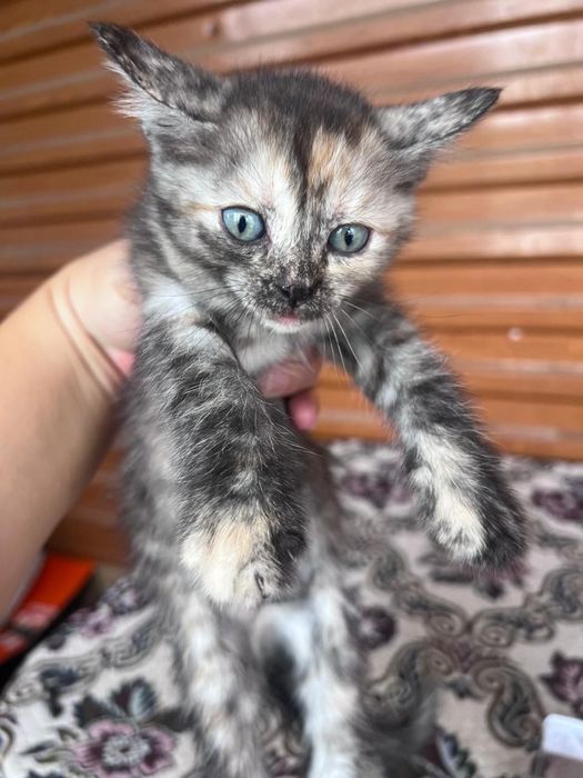 Отдам котят в хорошие руки