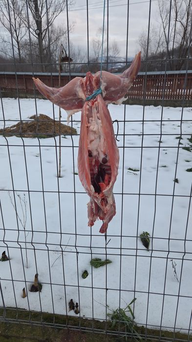 Carne de iepure de casă