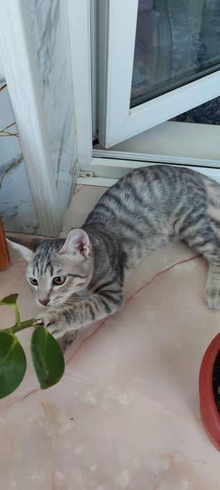 Отдадим котенка в добрые руки