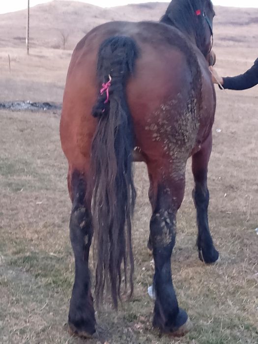 Vind iapa bună de căruță