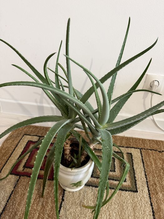 Продам комнатные растения