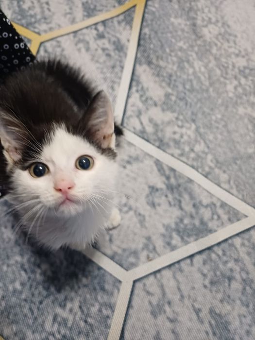 Умный котёнок к лотку приучен