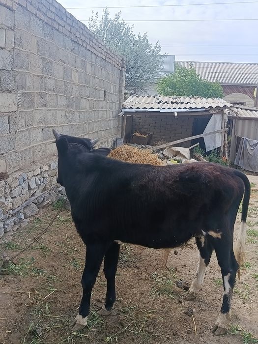 Ho‘kiz sotiladi semiz, sog‘lom, yem tanlamaydi 20 mln deyabmiz