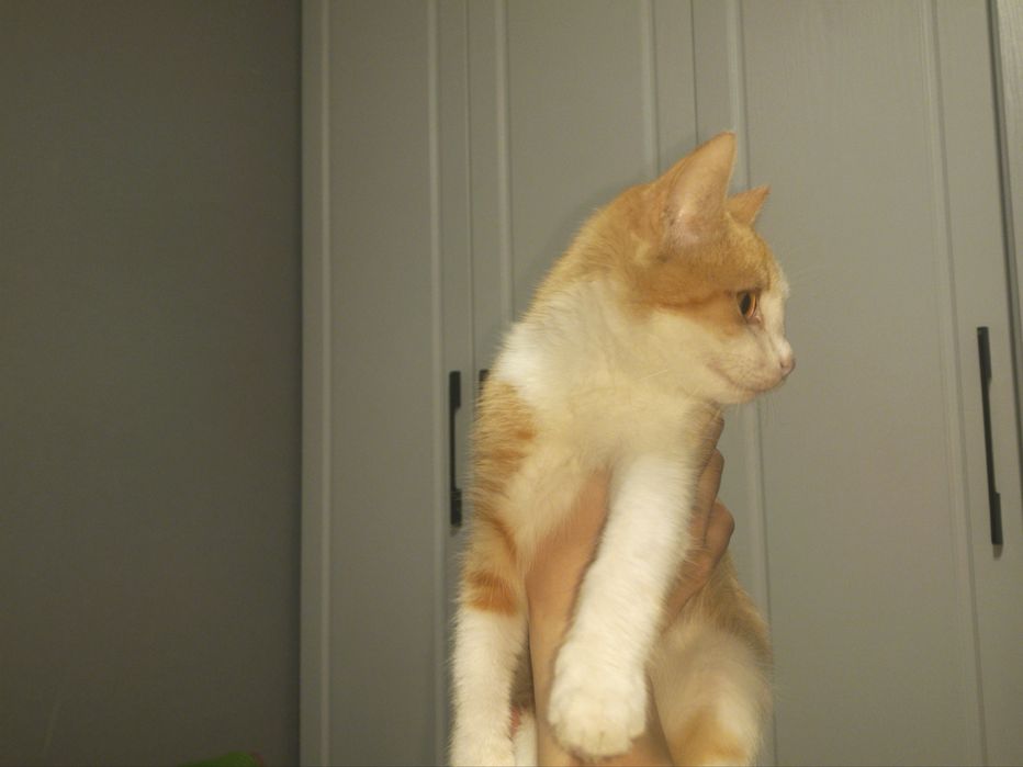 Кот ищет надёжные руки и тёплый дом!