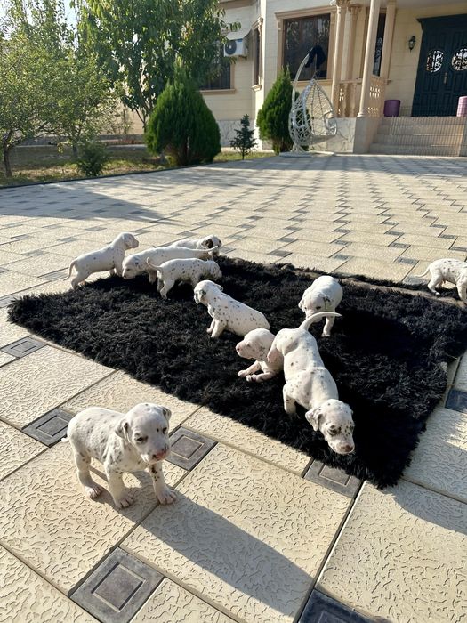 Собаки далматин щенок щенята