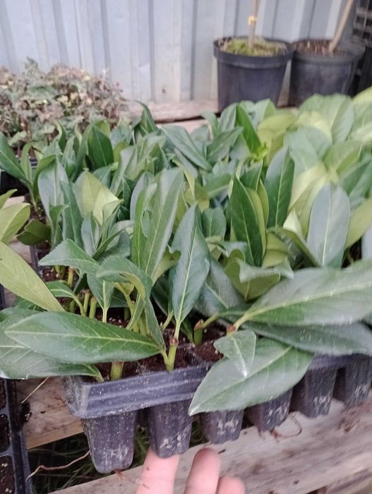 Laur englezesc Prunus Laurocerasus  Novita, Caucasica  10-25cm